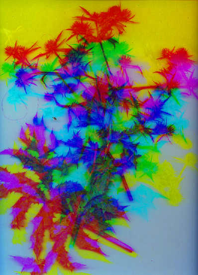 Murmures... "La vie immobile", dyptique,  42 x 29,7 cm, Plante scannée, 15 avril 2000, scanner à 3 passes.