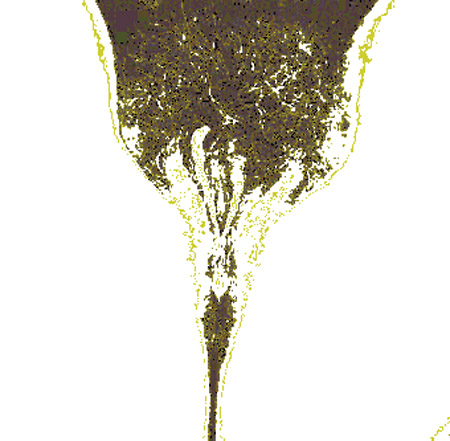 tulip00i