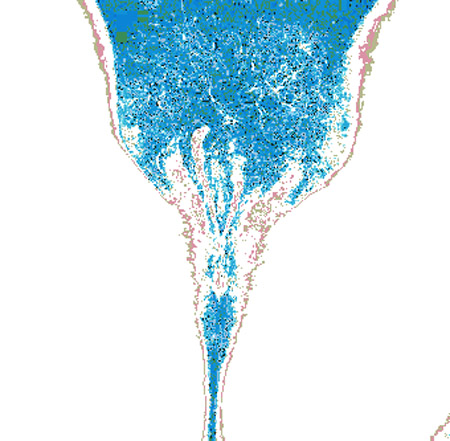 tulip02b