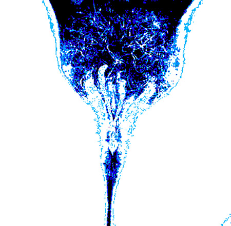 tulip08d