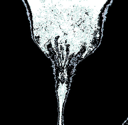 tulip11c